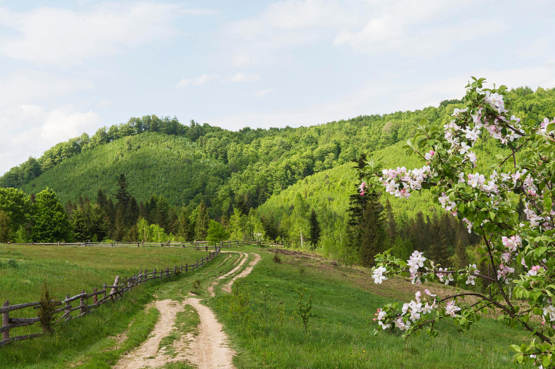 De ce primăvara este momentul perfect pentru o ieșire în natură?